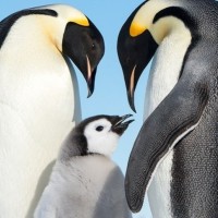 Vukosava Karanikolić