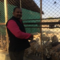 sanik yadav