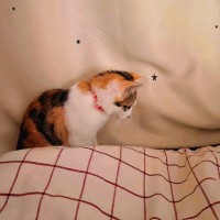 项凌志