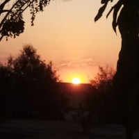 Ashraf Elaraby