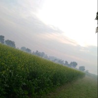 Honey Hameed
