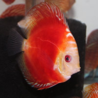 Discus Co.