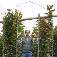 Diego Javier Tipanta Diaz