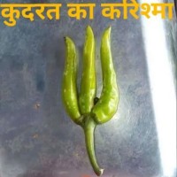 Bharti Omkaru