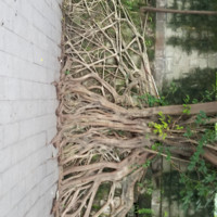 吴东东