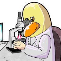 X-WOW Duck