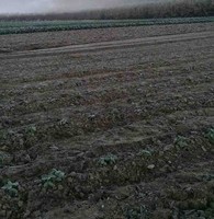 Stefano Ciarchi gmail