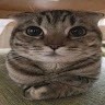 E C