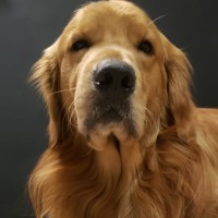 Theodore Ringo