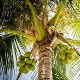 Cocos Charlt