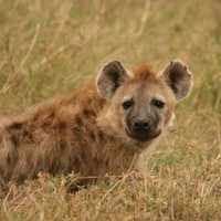 Arusha Safari Club and Tours Limited