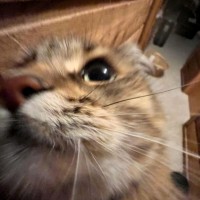 Oscar M