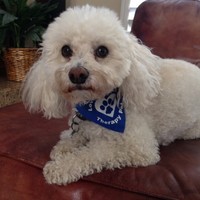 Vinnie Dog