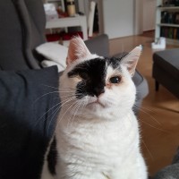 Jasmin O.
