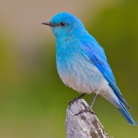my birds