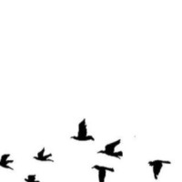 Anoud Yousef