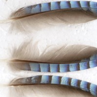 Marie Claude Maumené