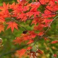 王淑娴