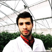 Rauf Bekirov