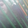Amity M