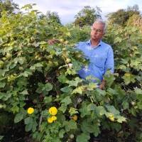 Shivraj Singh Raghuwanshi