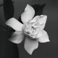 Sia Wu