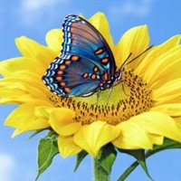 Sujitha A