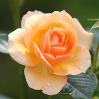 Motunrayo (Mo) Adetoro