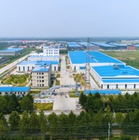 贵红鸽