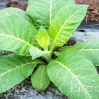 MAHRAJ TOBACCO