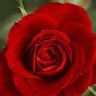 Douce Amour
