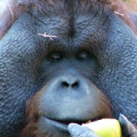 Cuidador ZOO-Acuario Programa CPAZA