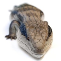 Backwater Reptiles