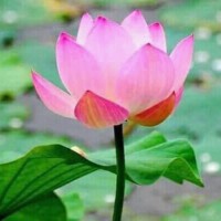 Md.Humayan Kobir