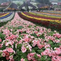 李晓鹏