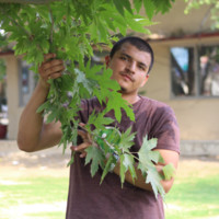 Rashid ali