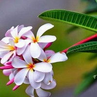كرار غايب
