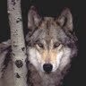 HIGHLANDER Wolf
