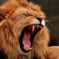 Bayhes Lion