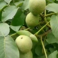 韩先平