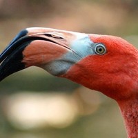 Flamingo Jenkins