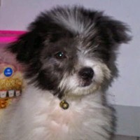 Ainee Zebua