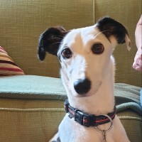 Greyhound Emergencies