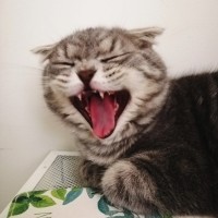 张欣柔