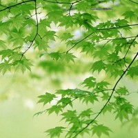 吴丽英