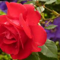 Siham Rachid