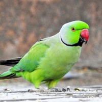 Kohi Raj