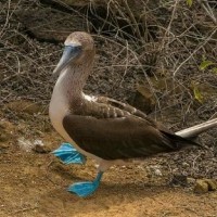 Peru Tourist Information