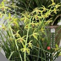 于东成
