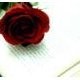 nirmeen mostafa